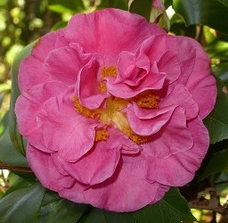 Marie Bracy Camellia, Spellbound Camellia, Camellia japonica 'Marie Bracy'